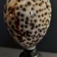 Cabinet of Curiosities shell cypraea tigris on base