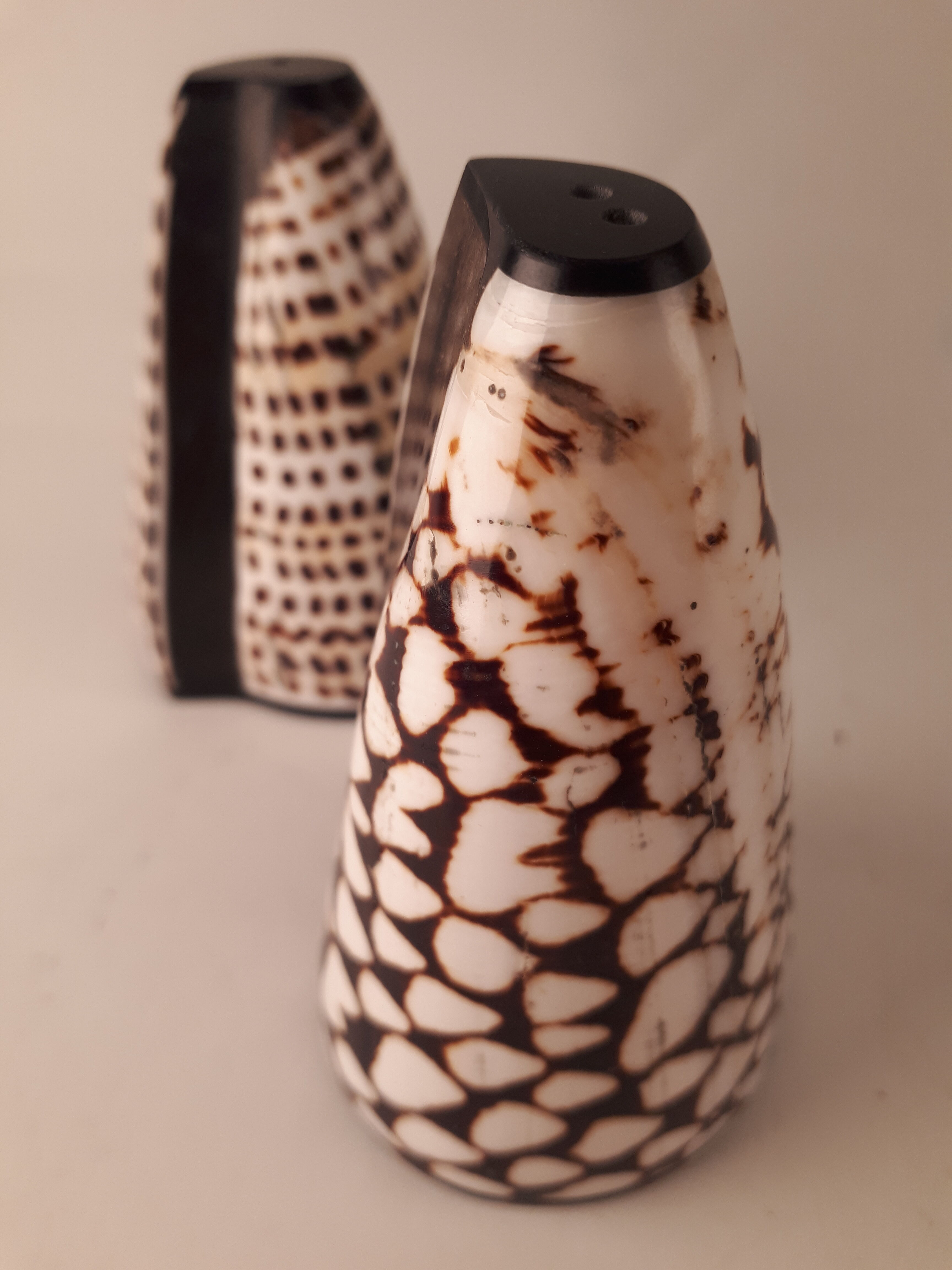 salt salt shaker sea shell real vintage nature curiosity