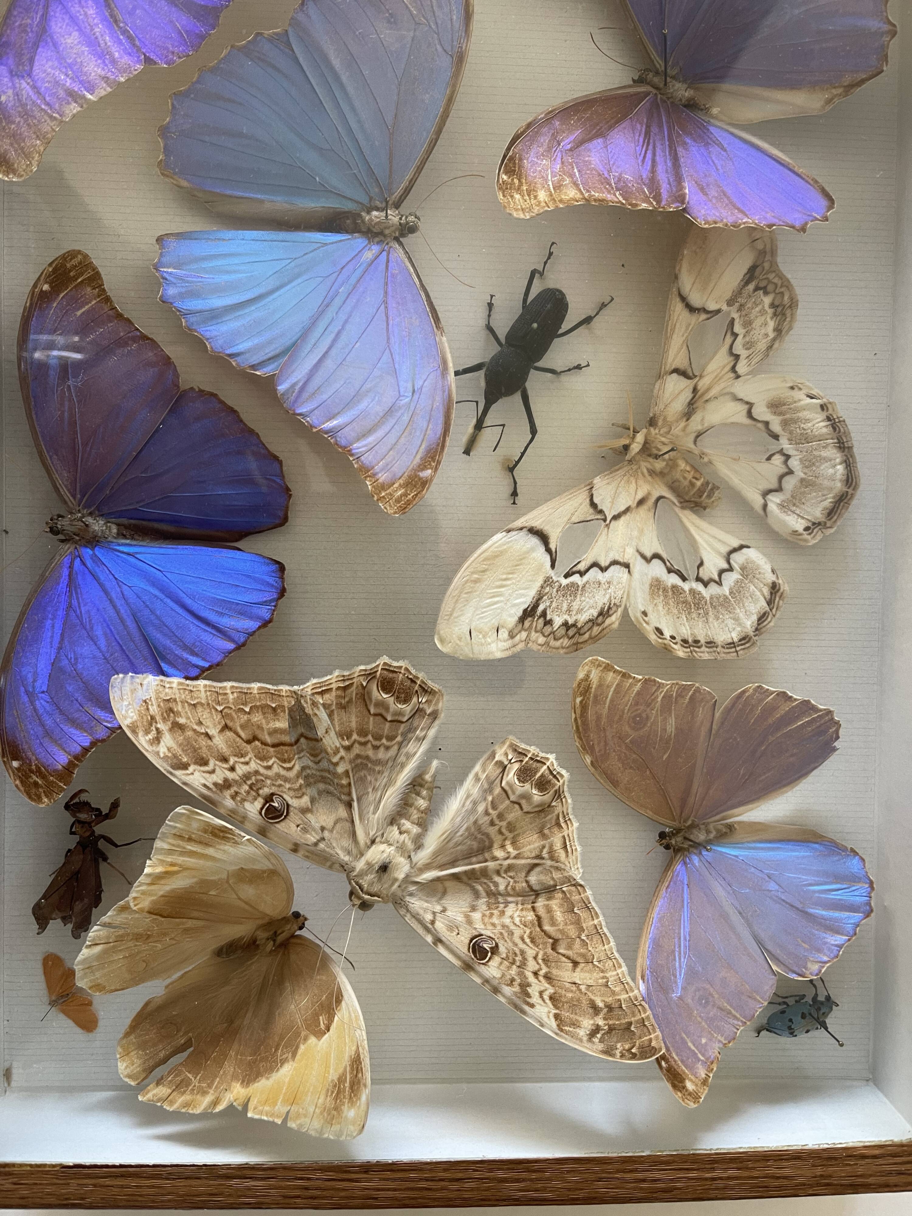 Boite ancienne d’entomologie aux papillons et insectes
