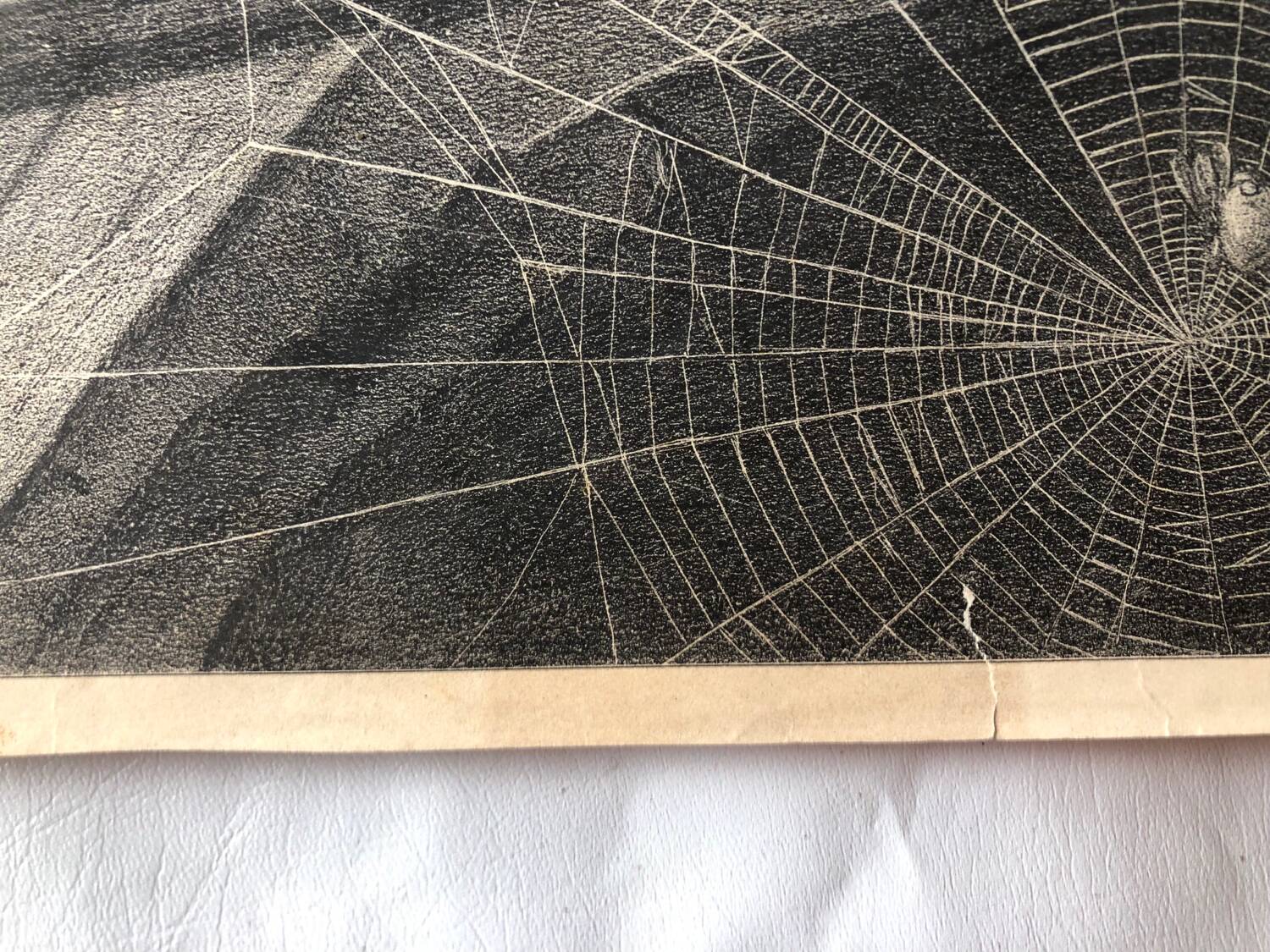 Zoological school poster representing the bat