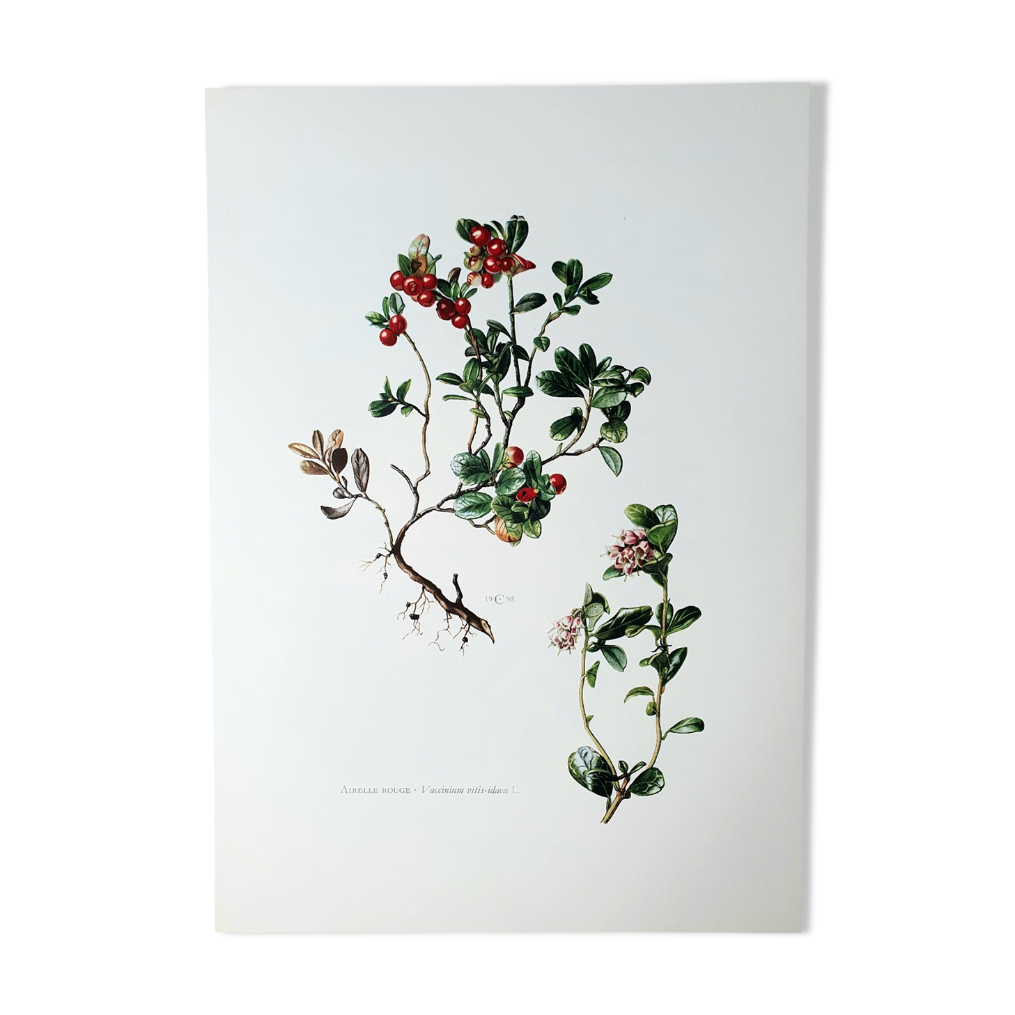 Botanical board Lingonberry red