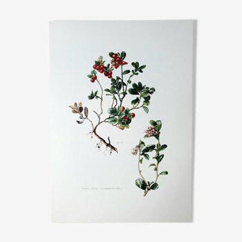 Botanical board Lingonberry red