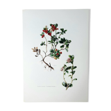 Botanical board Lingonberry red