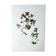 Botanical board Lingonberry red