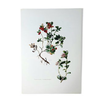 Botanical board Lingonberry red