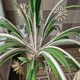Flower chandelier in sheet metal Italy 1970s