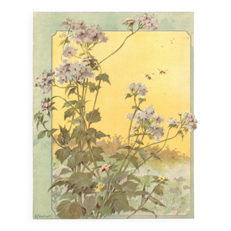 Art Nouveau engraving 1896 - Valerian by G. Fraipont - botanical plate