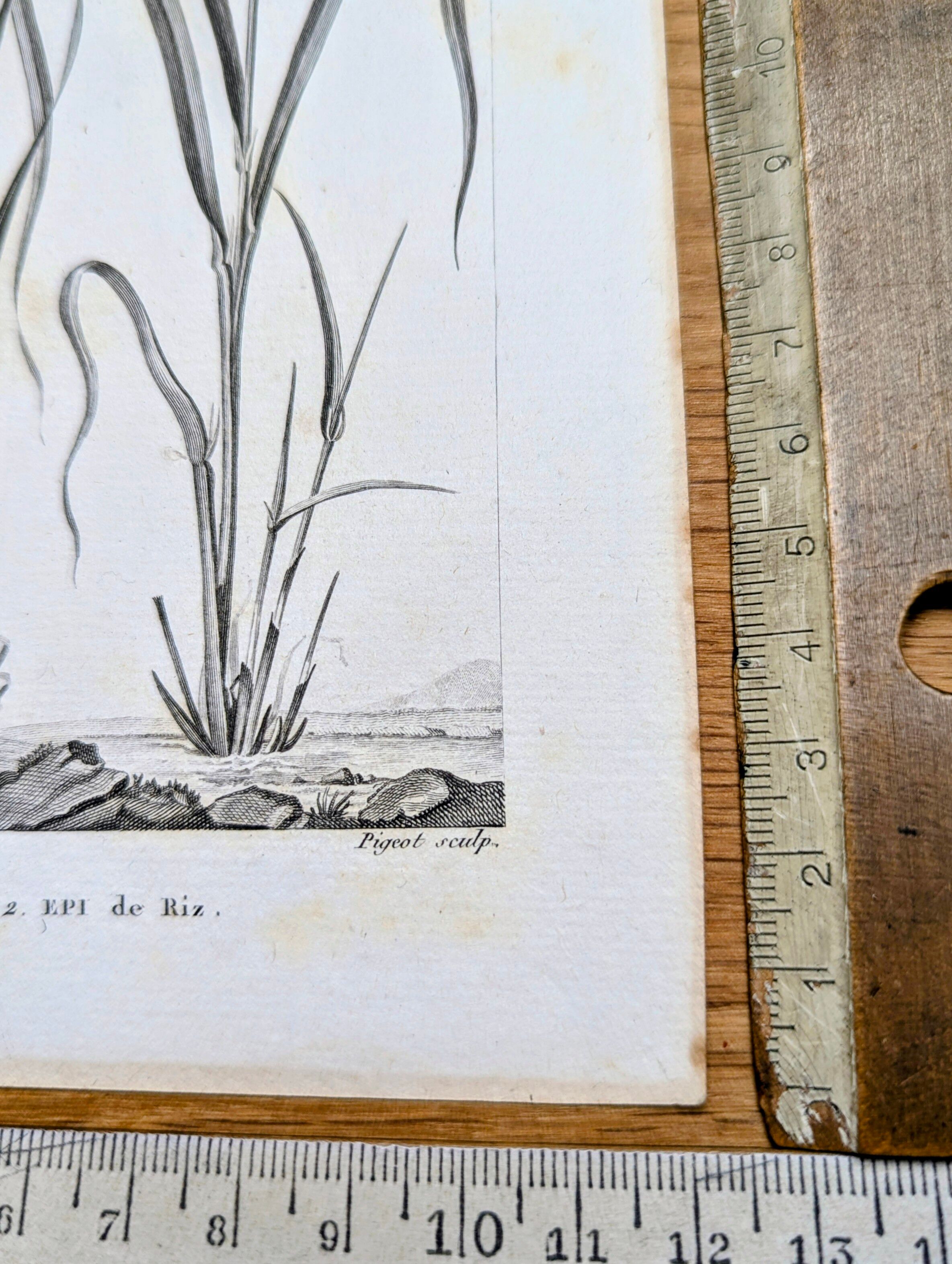 Printed in 1818, Wheat and Rice. Vintage botany.