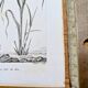 Printed in 1818, Wheat and Rice. Vintage botany.