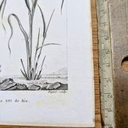 Printed in 1818, Wheat and Rice. Vintage botany.