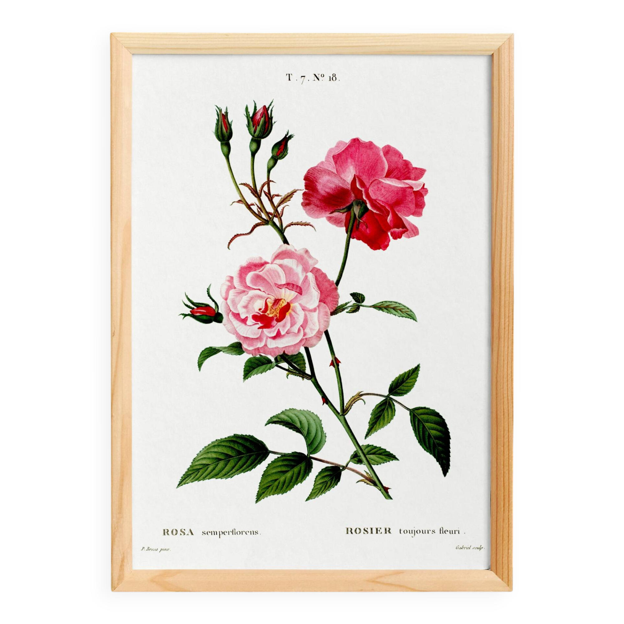 Poster about the rose, based on an old engraving