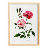 Poster about the rose, based on an old engraving