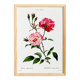 Poster about the rose, based on an old engraving