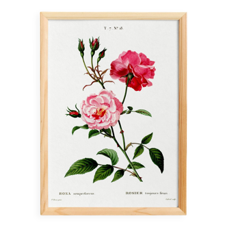 Poster about the rose, based on an old engraving