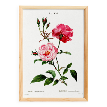 Affiche sur la rose, d’après une gravure ancienne
