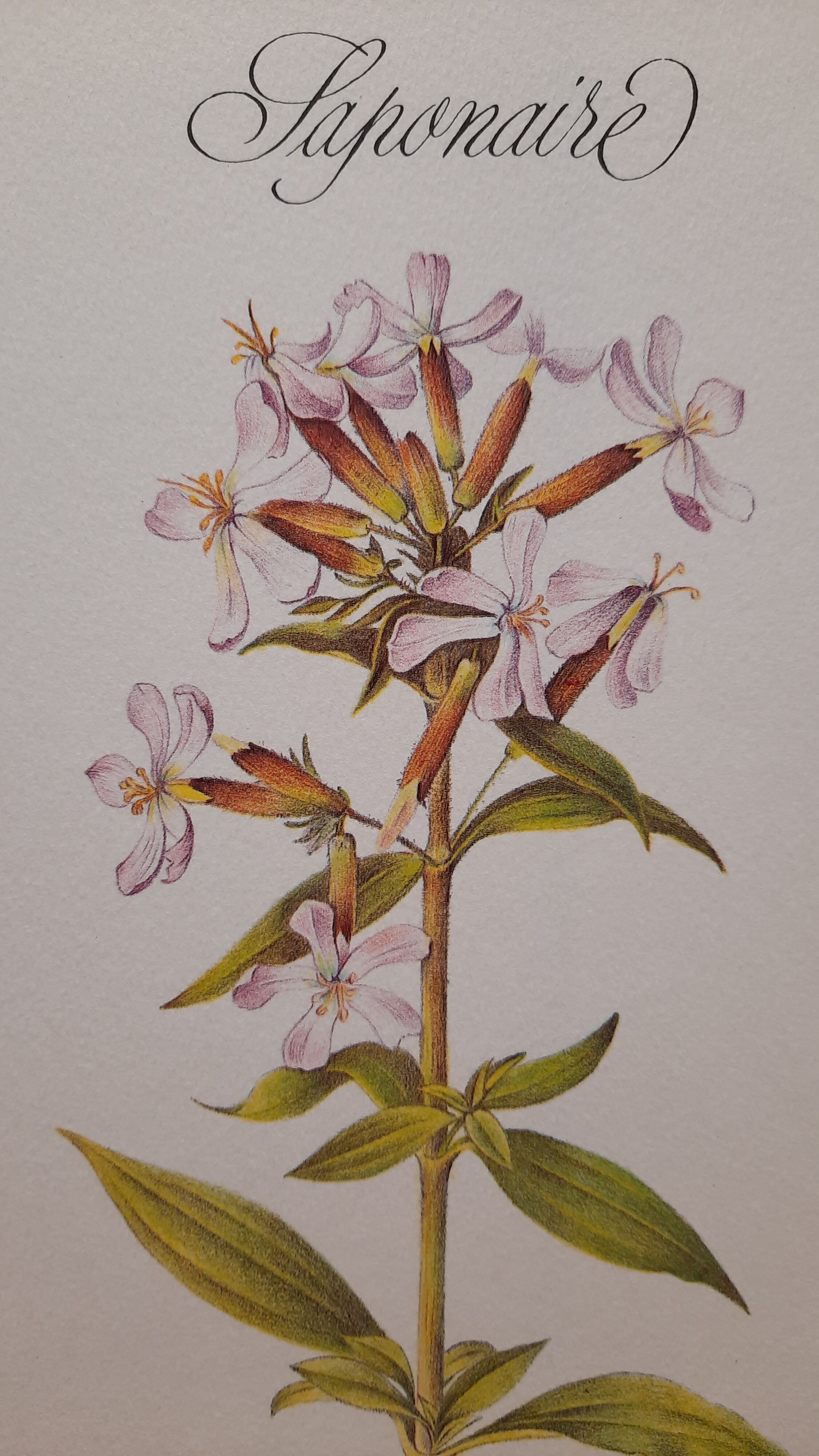 Saponary botanical plate