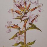 Saponary botanical plate