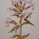 Saponary botanical plate