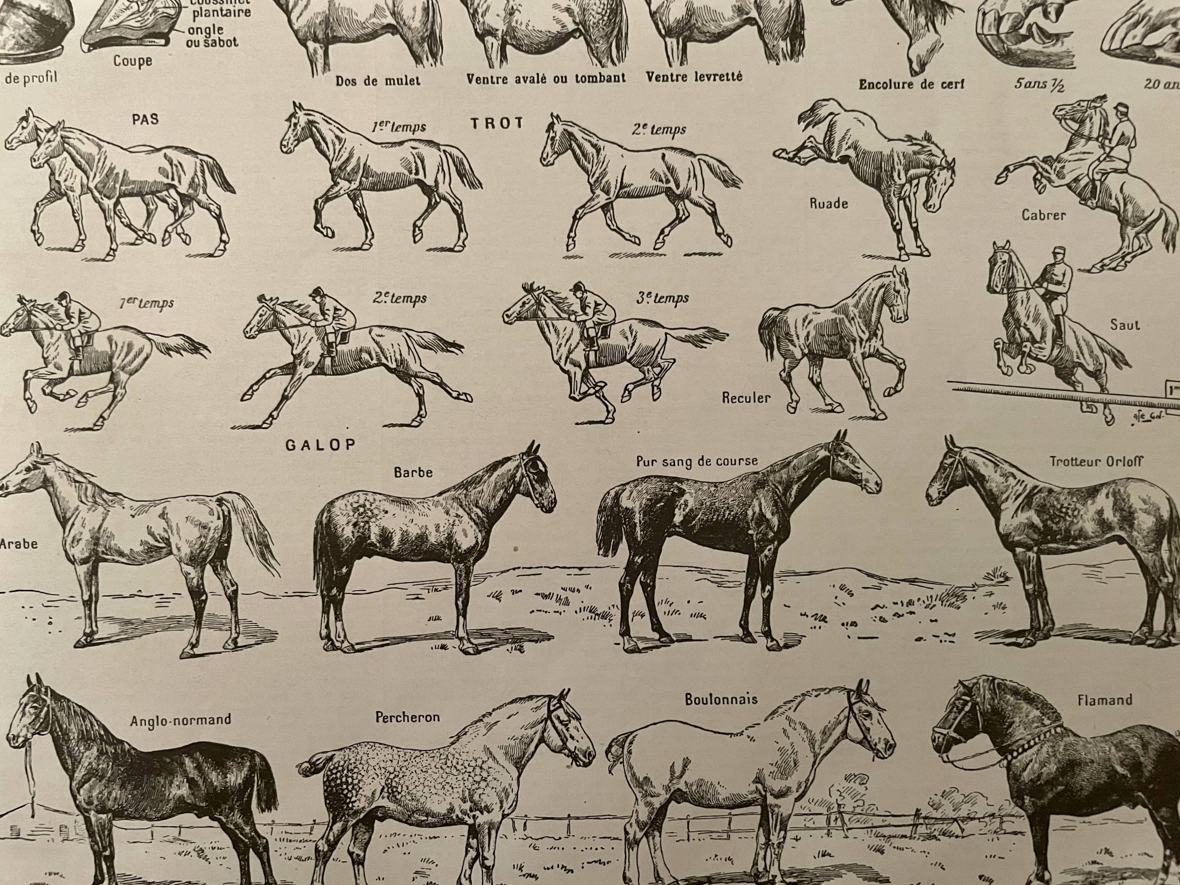 Lithograph on the horse - 1930