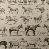 Lithograph on the horse - 1930