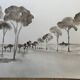 Tableau signé aquarelle monochrome  « Pinède en Provence »