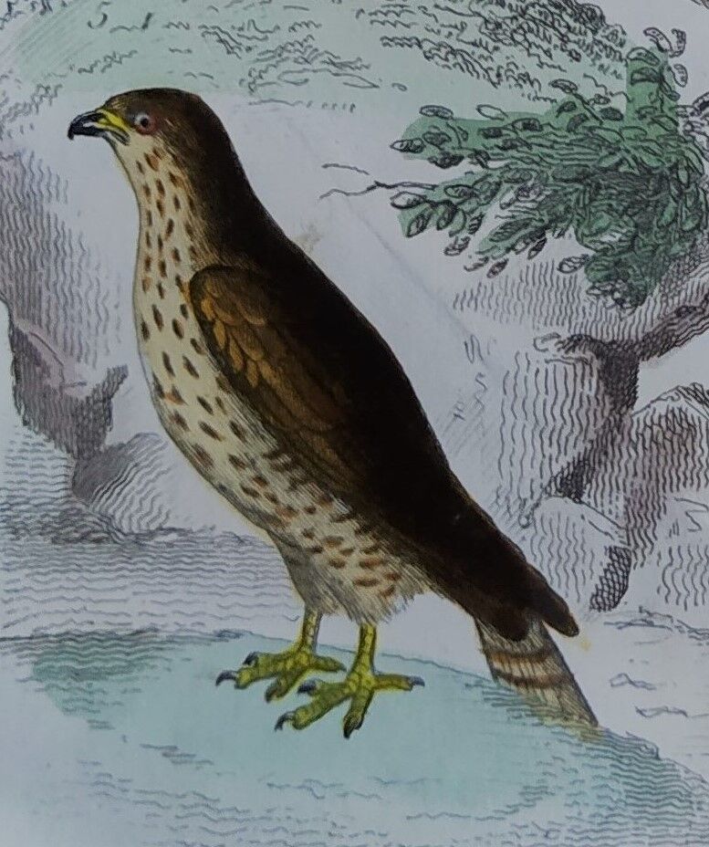 Original Ornithological Plate "Sacred Falcon - Hobby - &c..." Buffon 1836