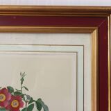 Vintage framed botanical poster