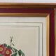 Vintage framed botanical poster