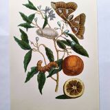 Vintage illustration Bitter orange tree and Atlas butterfly by Merian