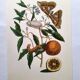 Vintage illustration Bitter orange tree and Atlas butterfly by Merian