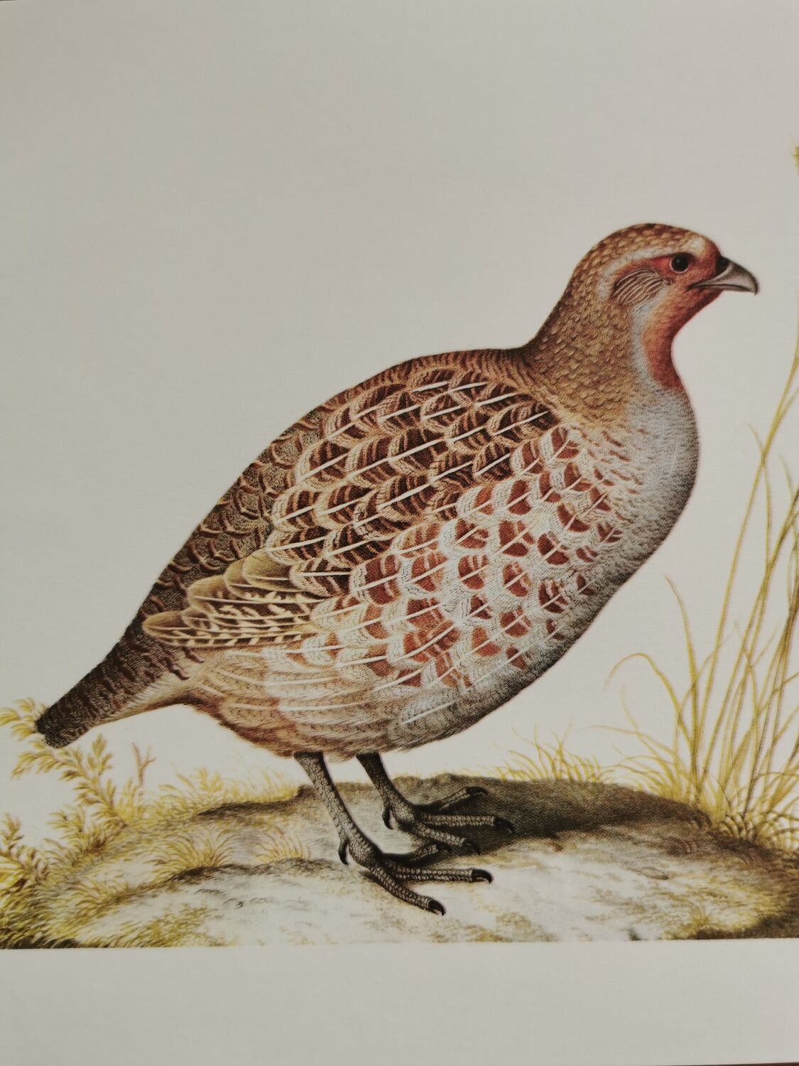 Ancient zoological plate