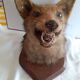 Ancient hunting trophy. Taxidermy. Good condition.