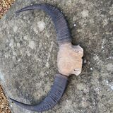 Hunting Trophy