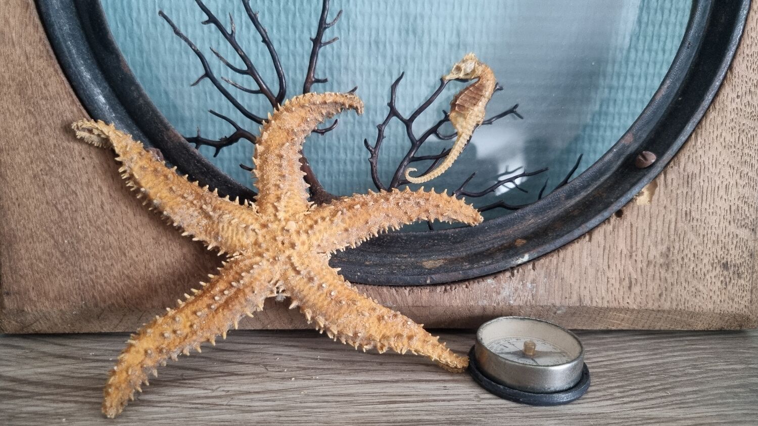 Natural ancient starfish large size