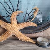 Natural ancient starfish large size