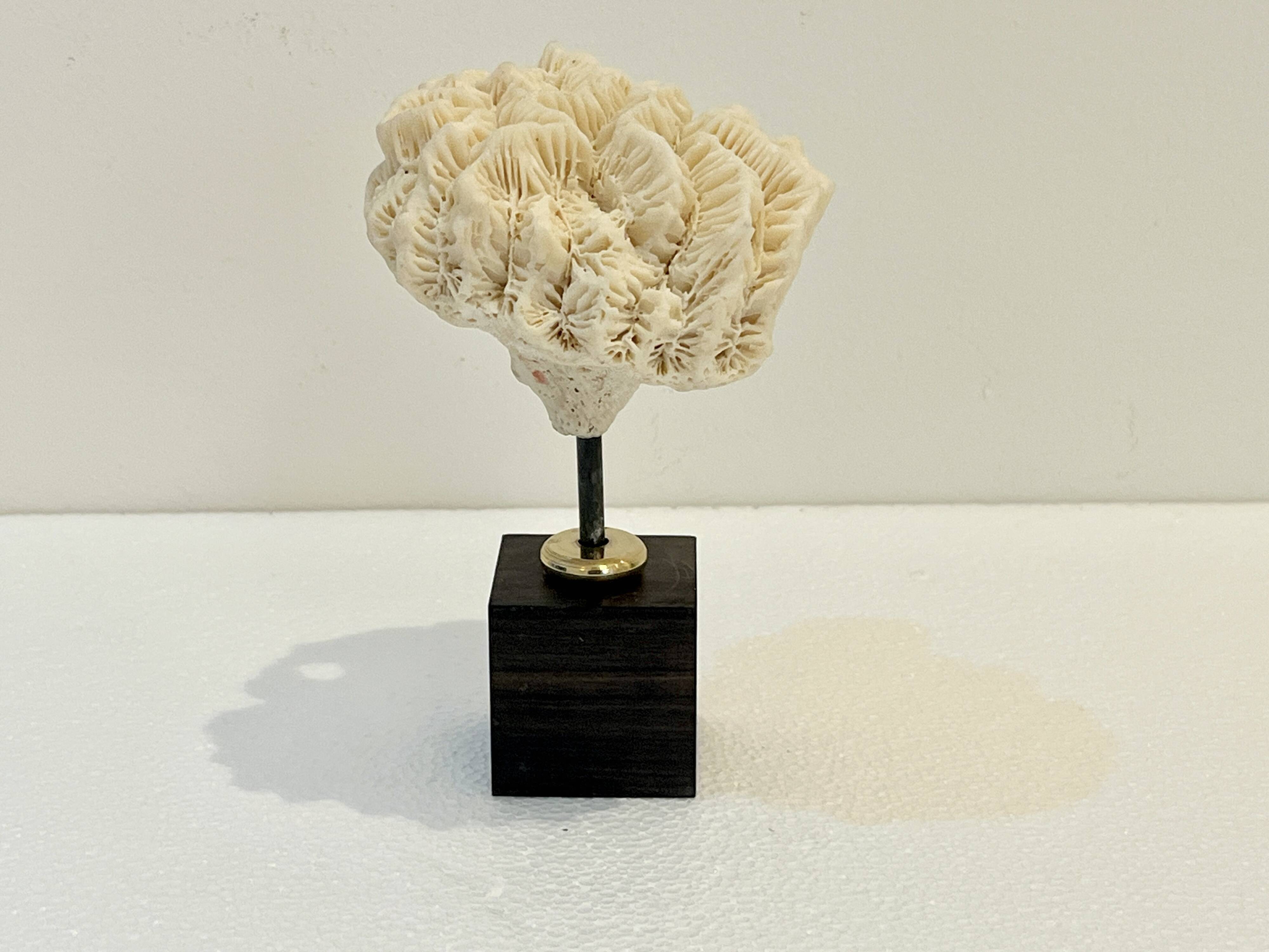 Antique natural white fossil coral on wooden base cabinet of curiosities