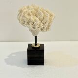 Antique natural white fossil coral on wooden base cabinet of curiosities