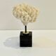 Antique natural white fossil coral on wooden base cabinet of curiosities