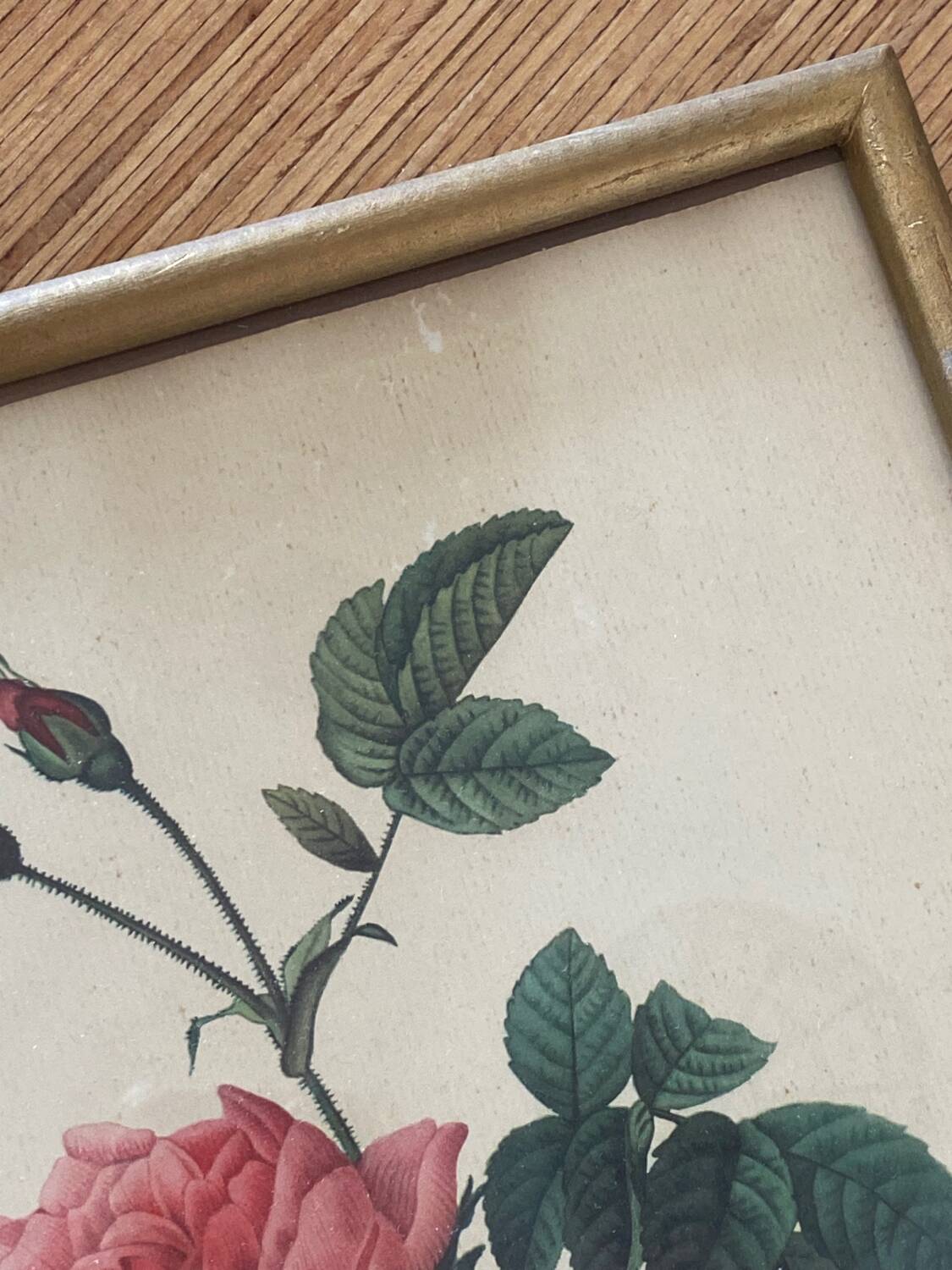 Lithographie PJ Redouté Rosier turbiné