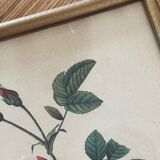 Lithograph PJ Redouté Turbinate rose