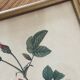 Lithographie PJ Redouté Rosier turbiné