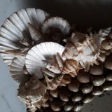 Mirror shells old