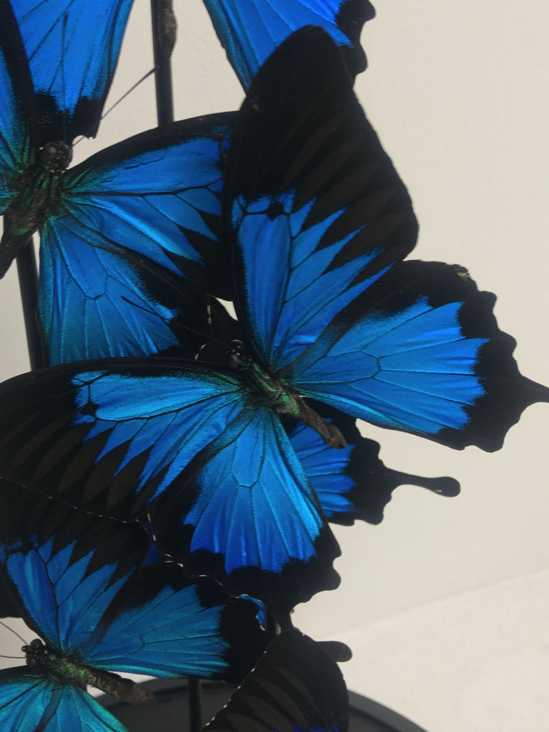 Blue emperor butterflies under large glass dome