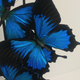 Blue emperor butterflies under large glass dome