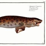 Poster about the flying fox, based on an old engraving from 1746.