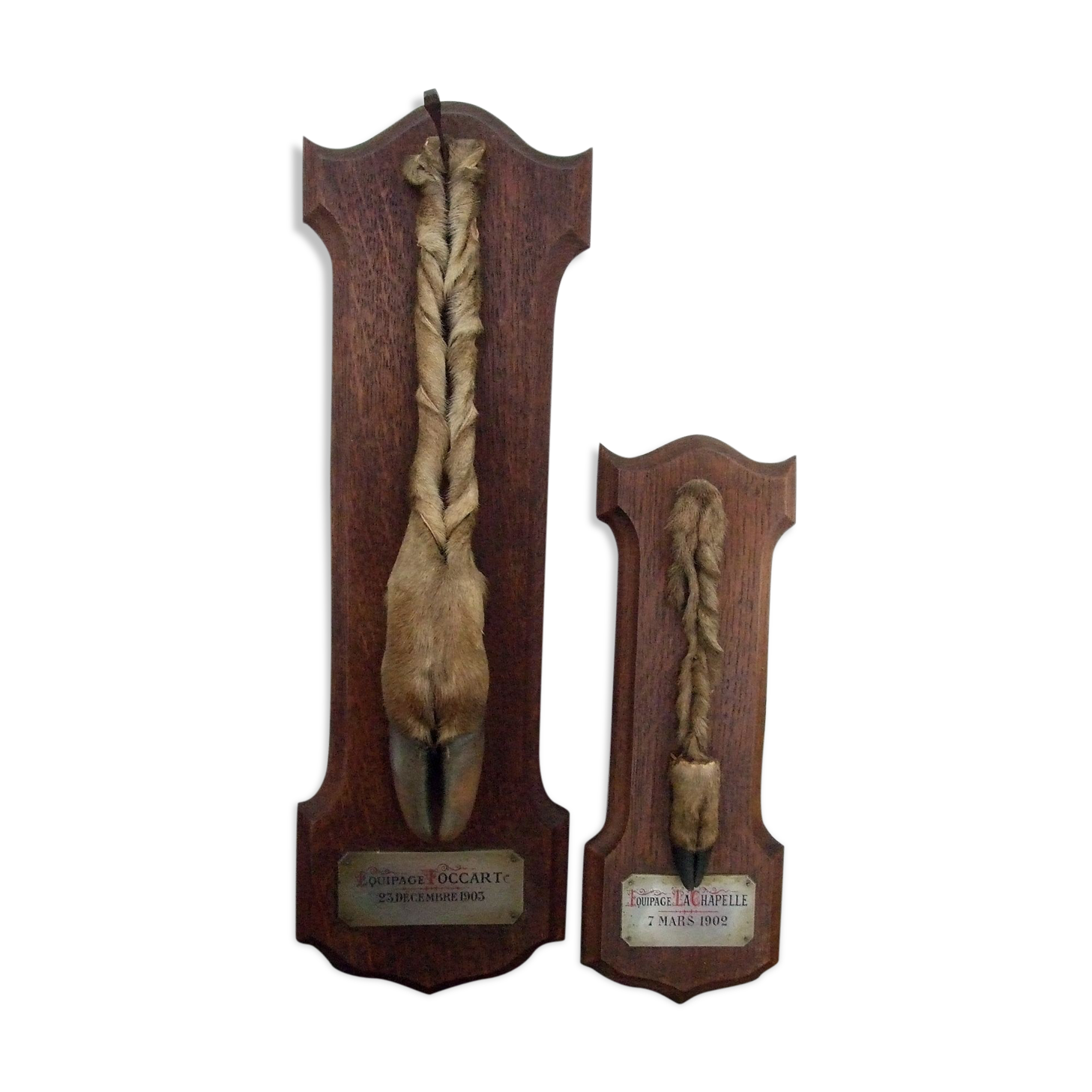 PIED D'HONNEUR 1902 - 1903 Taxidermy Running Hunting Crew