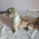 Set of 2 dogs bulldogs tighten biscuit books