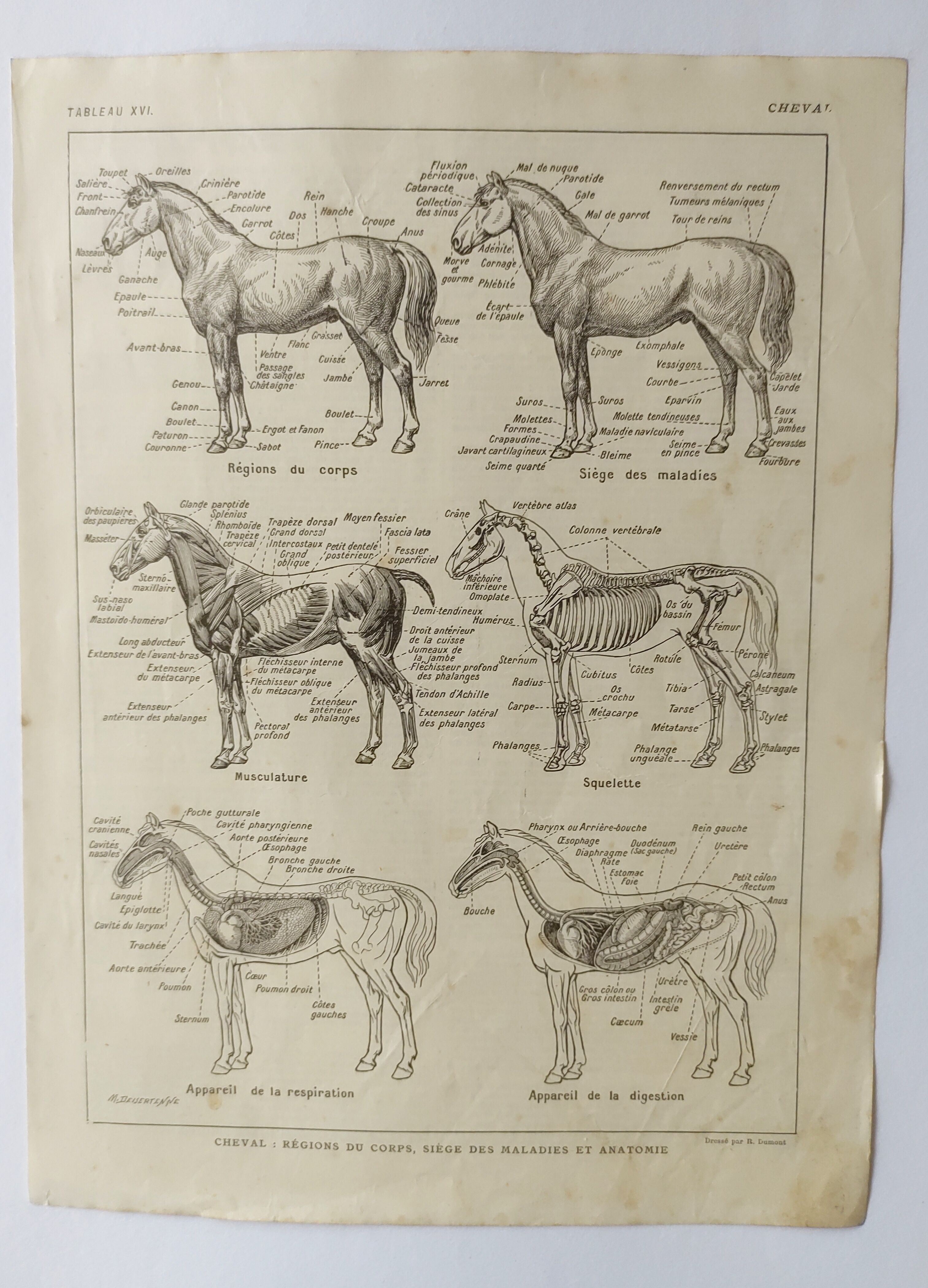 Gravure ancienne • Cheval • Affiche originale de 1922