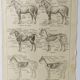 Gravure ancienne • Cheval • Affiche originale de 1922
