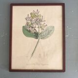 Botanical board, glazed wood frame